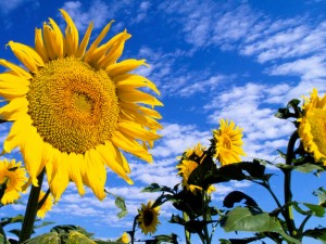 floarea_soarelui_2_www.wallpaper.evolink.ro