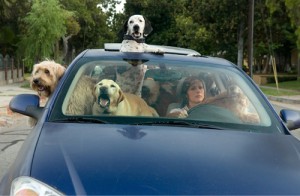 dogs_in_car